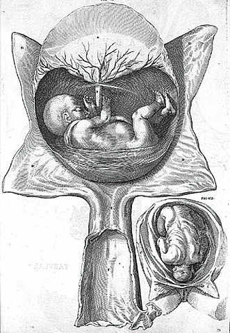 Girolamo Fabricius (1537-1619 D.C.)