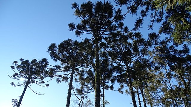 Araucária