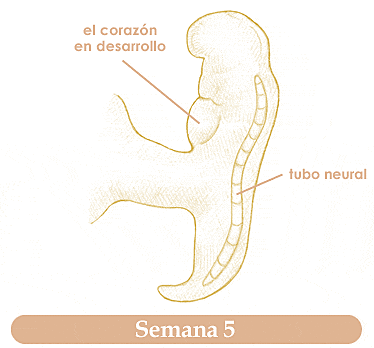 SEMANA 5 Período Embrionario