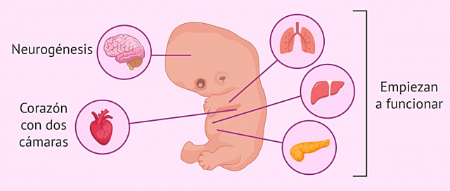SEMANA 9 Período Fetal