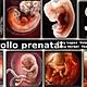 Desarrollo prenatal