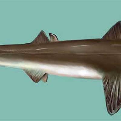 Timeline: Evolution of Sharks