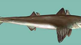 Timeline: Evolution of Sharks