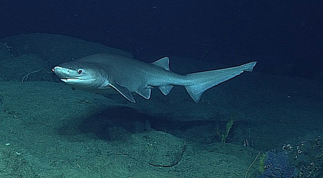 Oldest modern shark