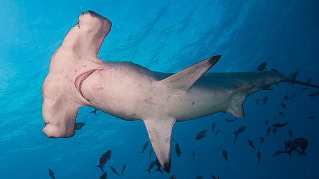 Hammer head shark