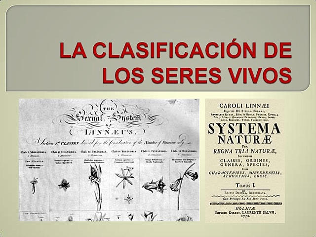 Clasifico a los seres humanos