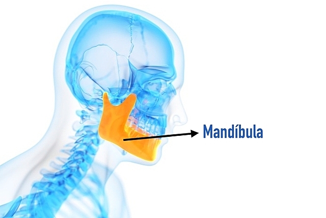 Cáncer De Mandíbula Freud