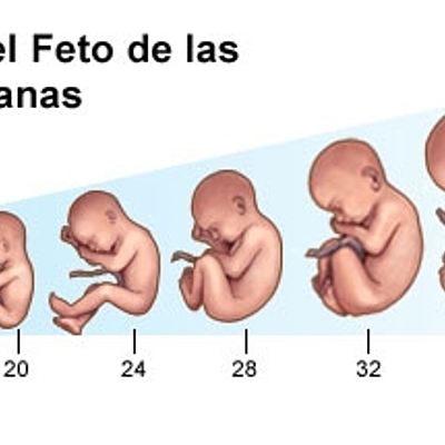 Timeline: DESARROLLO PRENATAL