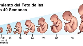 Timeline: DESARROLLO PRENATAL