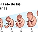 Fetal