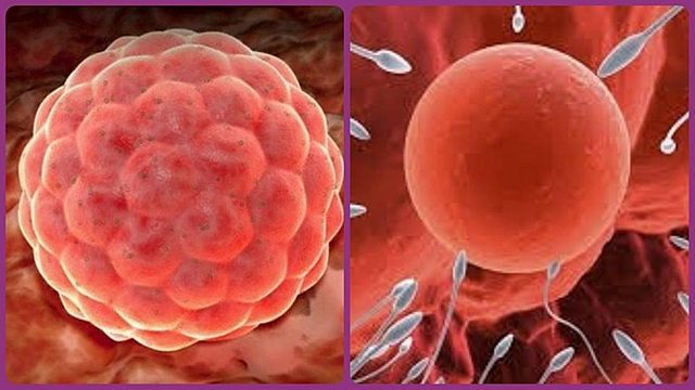 Período embrionario. Semana 1
