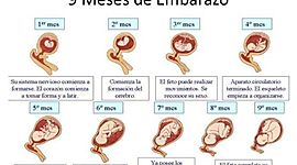 Timeline: Desarrollo Prenatal