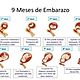 Etapas del embarazo opt