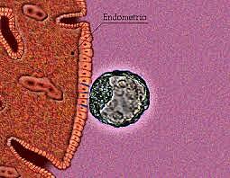Periodo germinal (0-2 semana)