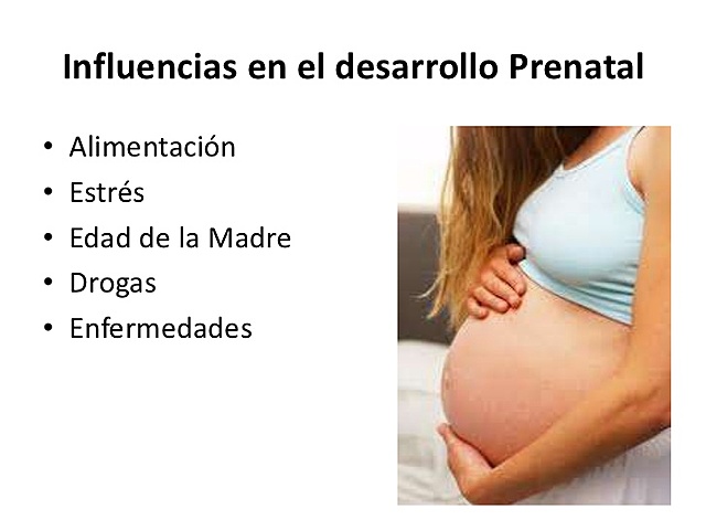 Influencias en el desarrollo prenatal
