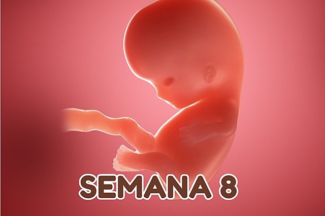 Semana 8