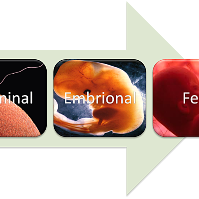 Timeline: Desarrollo Prenatal