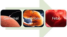 Timeline: Desarrollo Prenatal