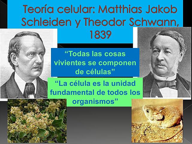 THEODOR SCHWANN Y MATTHIAS SCHLEIDEN