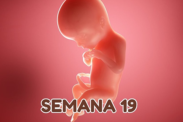 Semanas 13 a 19