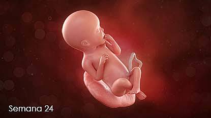 Semana 24