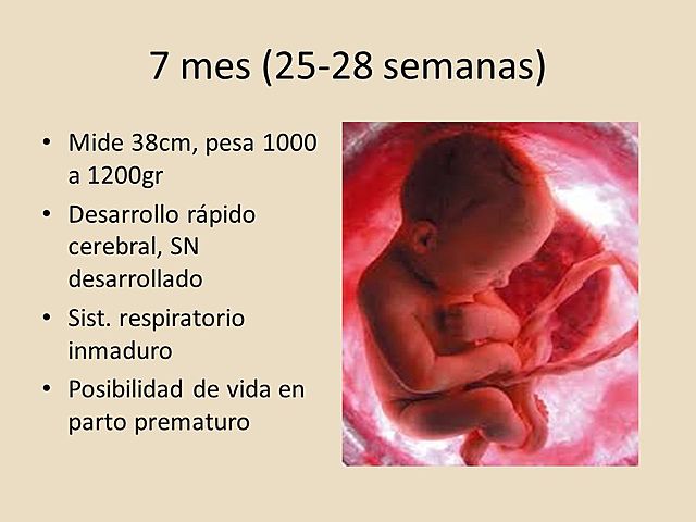 Semanas 25 a 28