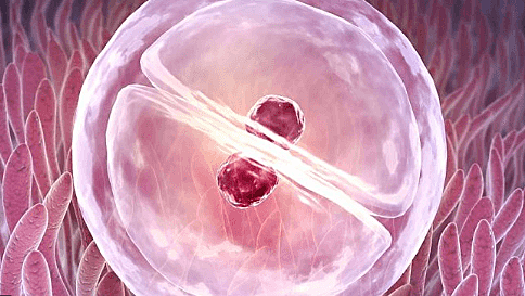 Concepción "Cigoto"