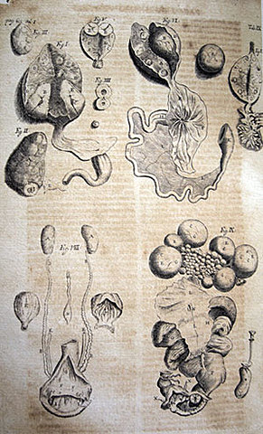 Regnier de Graaf (1672 D.C.)