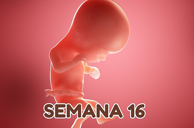 Semana 16 de embarazo