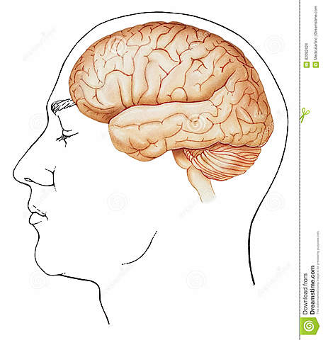 Estudios de H. Munstenberg