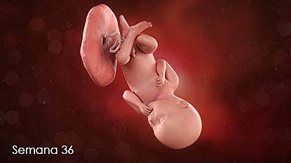 SEMANA TREINTA Y SEIS