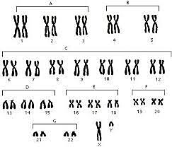 Joe Hin Tjio y Albert Levan (1956 D.C.)