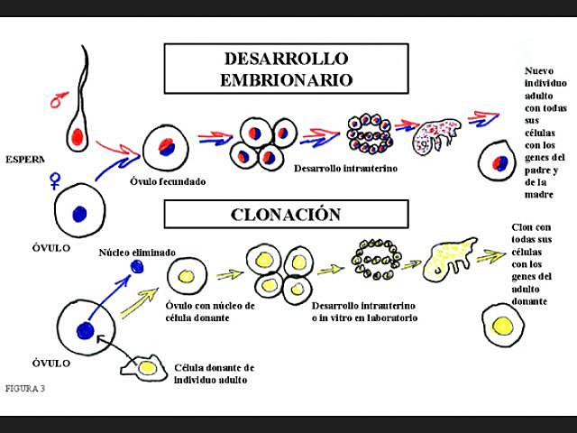 Ian Wilmut y colegas (1997 D.C.)