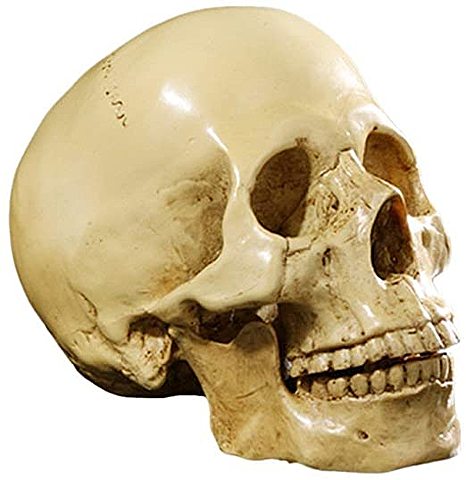 Relación entre capacidad intelectual y volumen del cerebro