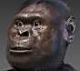 Australopithecus
