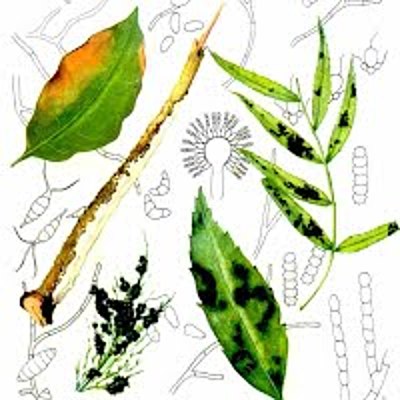 Timeline: Historia de la Fitopatología y generalidades de la Microbiología