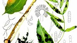 Timeline: Historia de la Fitopatología y generalidades de la Microbiología