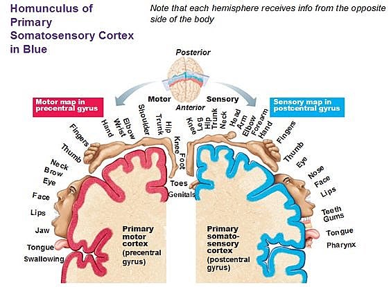 homunculo de penfield.