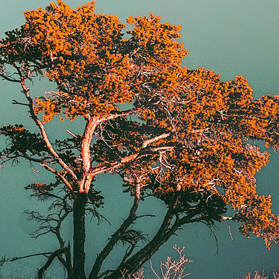 Timeline: Nicholas Jasper