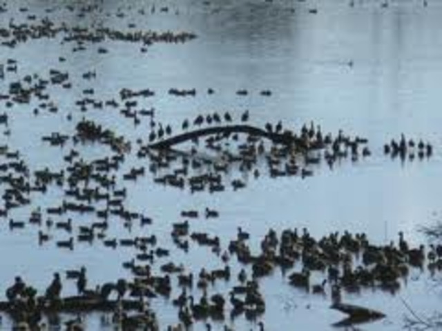 Then Alessandro volta