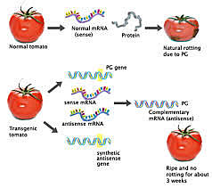 First rDNA-engineered plant