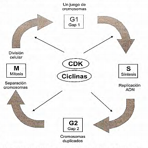 Paul M. Nurse y R. Timothy (Tim) Hunt, y  Leland H. Hartwell,  (premio novel)  por sus descubrimientos sobre las ‘claves reguladoras del ciclo celular’.