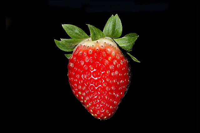 First Cultivated Strawberry
