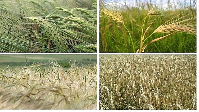 Enfermedades infecciosas