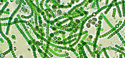 3500 millones de años