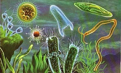 670 millones de años