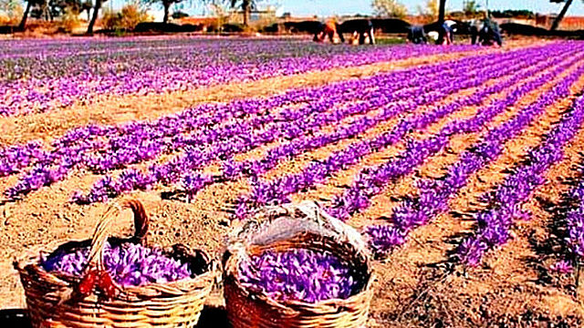 LA TEORÍA MICROBIANA SIN PASTEUR Y KOCH