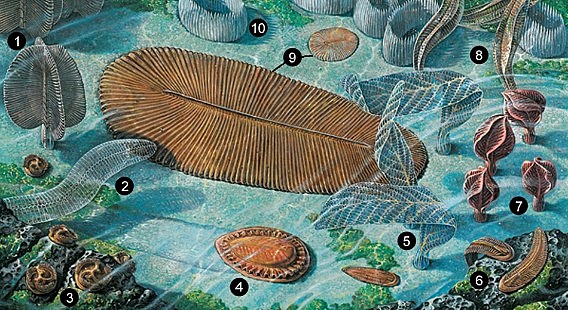 Ediacárico - 600 millones de años