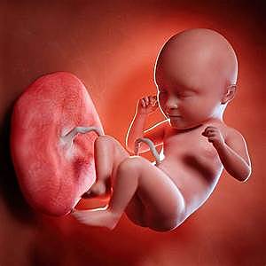Período Fetal