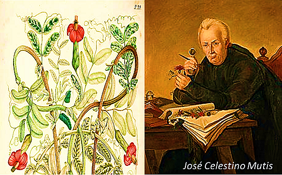 La Expedición Botánica: el conocimiento y reconocimiento de lo propio